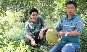 Dương Minh Châu chuyển mình mạnh mẽ nhờ tái cơ cấu cây trồng