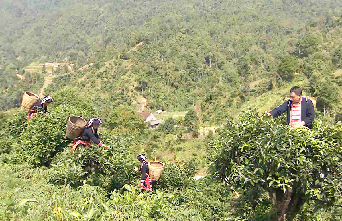 Chuyển mình từ đất dốc: Hành trình đổi thay ở Hoàng Su Phì