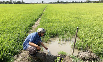 Hiện đại hóa nông nghiệp từ đồng ruộng Long Phú