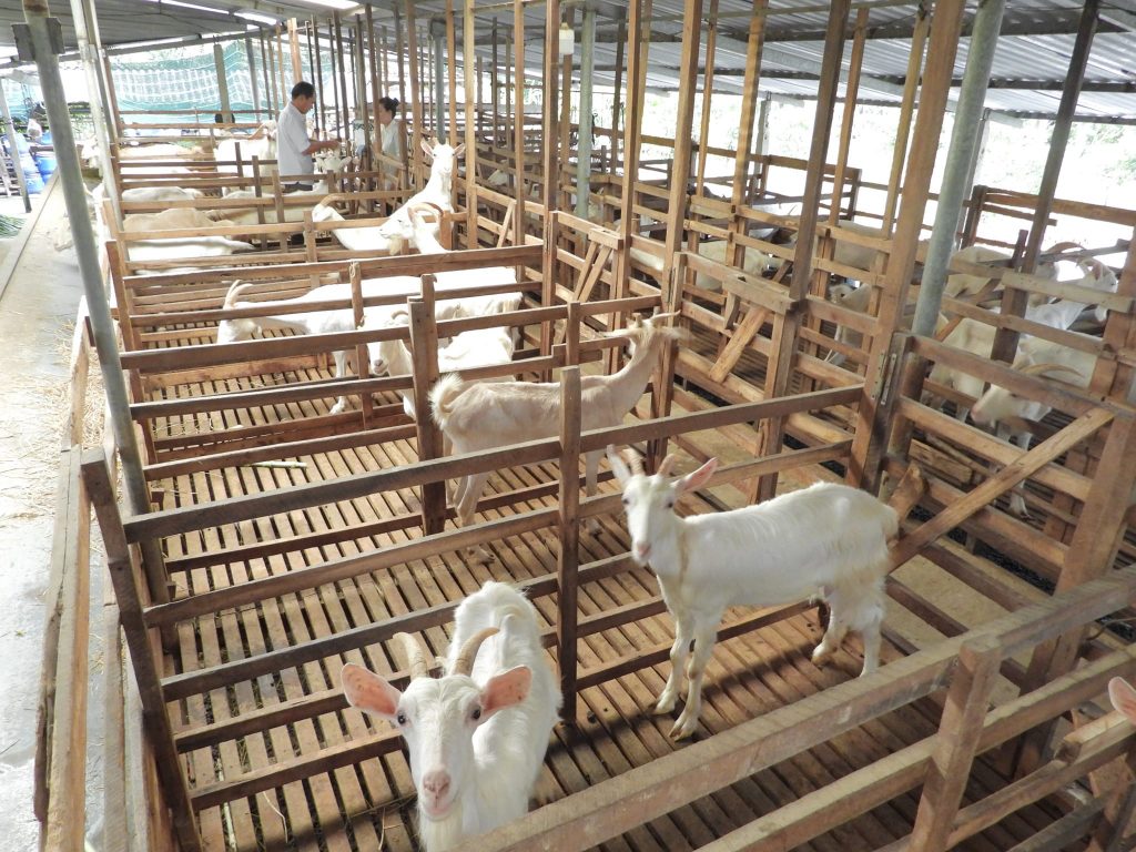 HTX là công cụ hữu hiệu xoá đói, giảm nghèo ở Tiền Giang