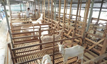 HTX là công cụ hữu hiệu xoá đói, giảm nghèo ở Tiền Giang