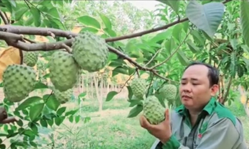 OCOP góp phần nâng cao thu nhập cho nông dân Phú Giáo