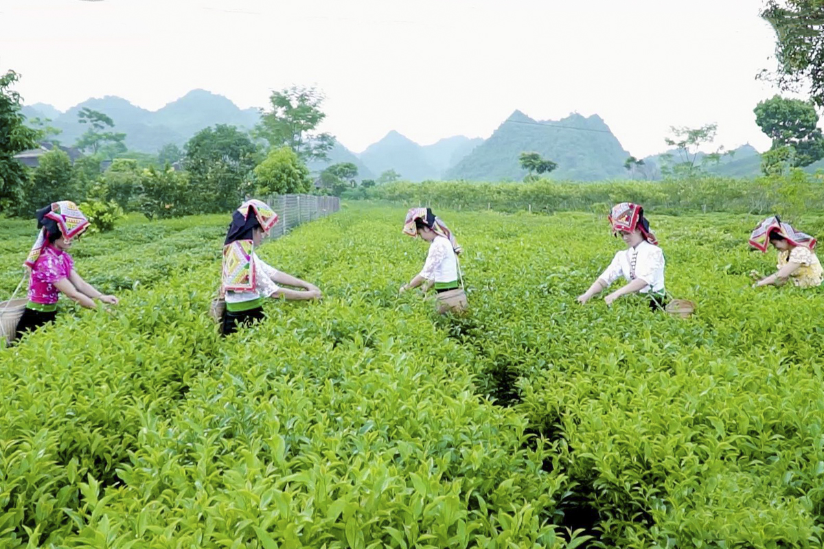 Ấm no từ vùng chè Tân Lập