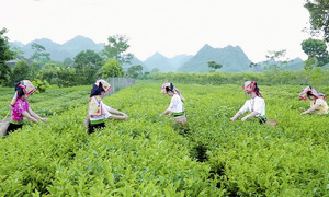 Ấm no từ vùng chè Tân Lập
