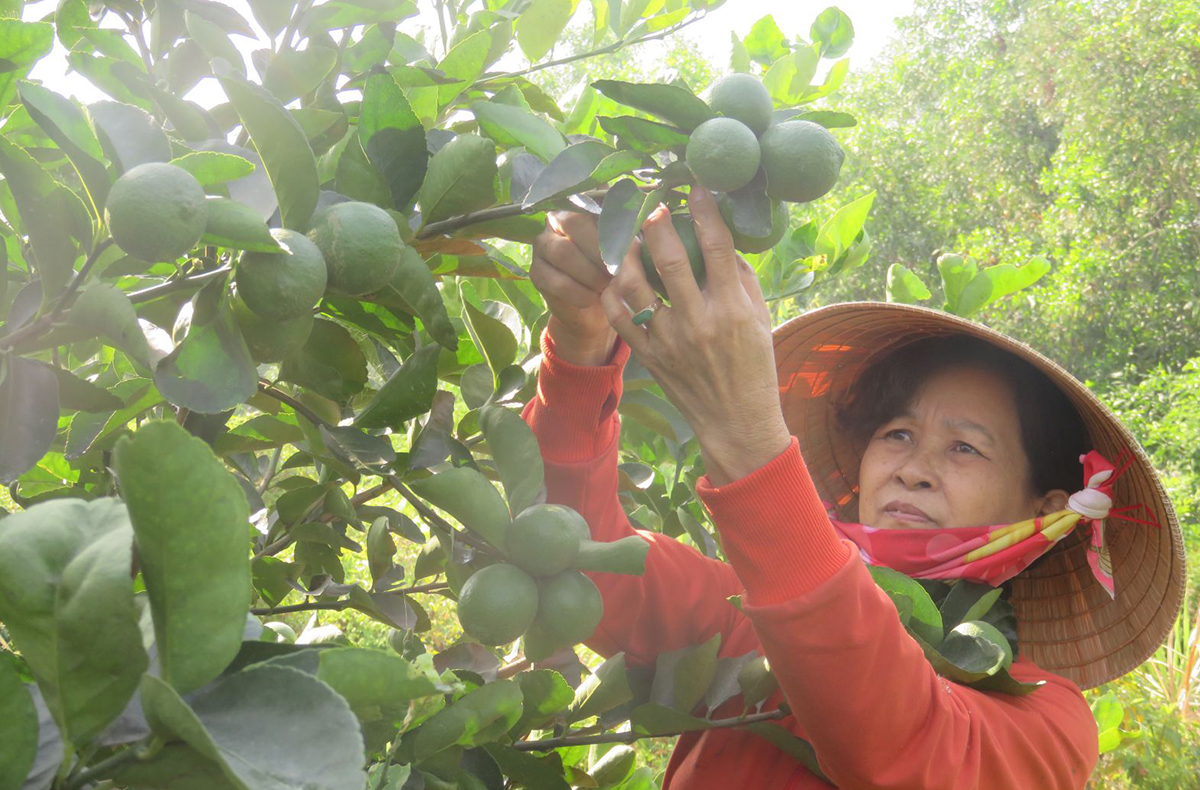 Trồng chanh, rau thu tiền tỷ, nông dân Bến Lức tự tin làm nông nghiệp công nghệ cao