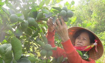 Trồng chanh, rau thu tiền tỷ, nông dân Bến Lức tự tin làm nông nghiệp công nghệ cao