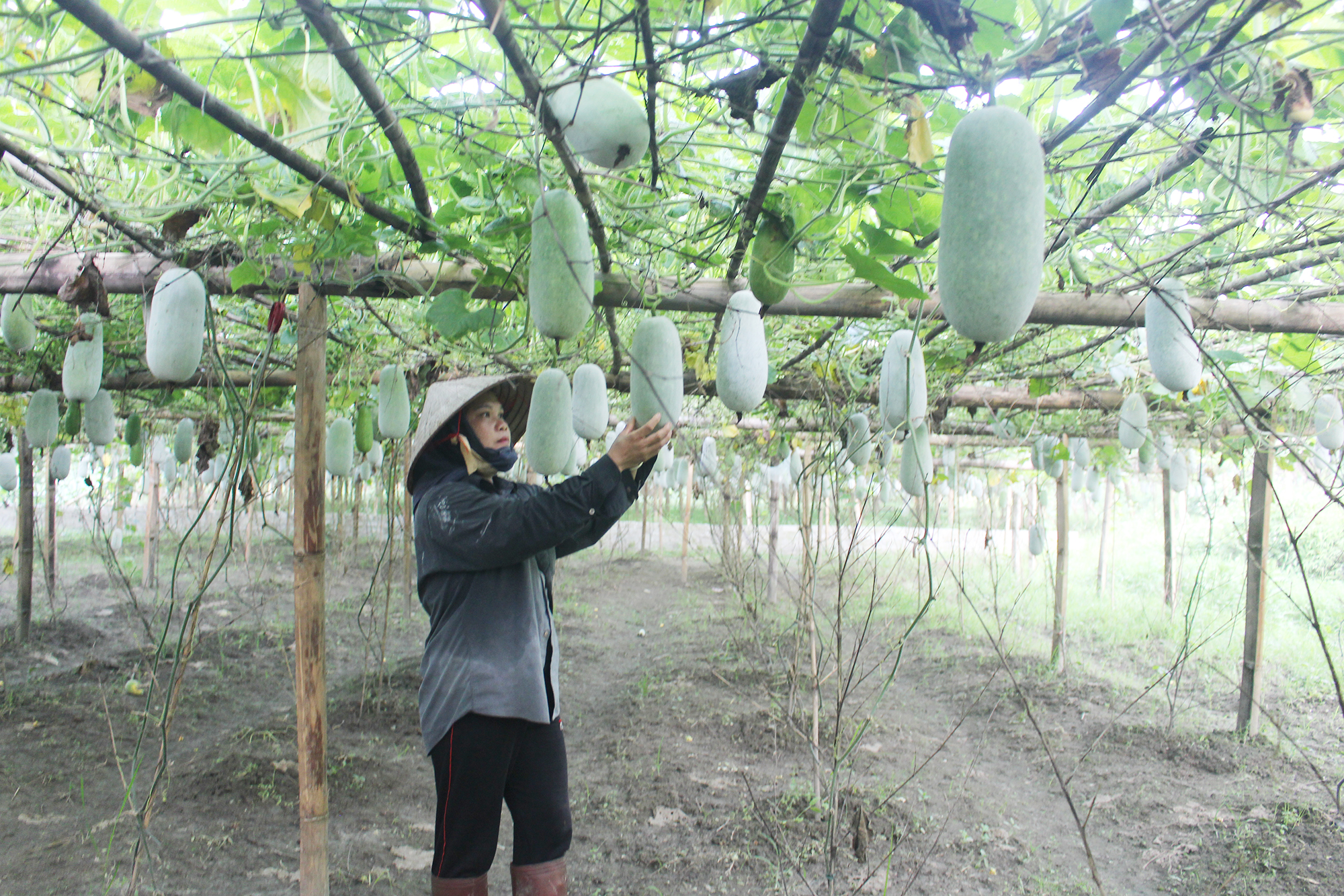 Yến Dương (Bắc Kạn): Khơi dậy tiềm năng, vững bước giảm nghèo