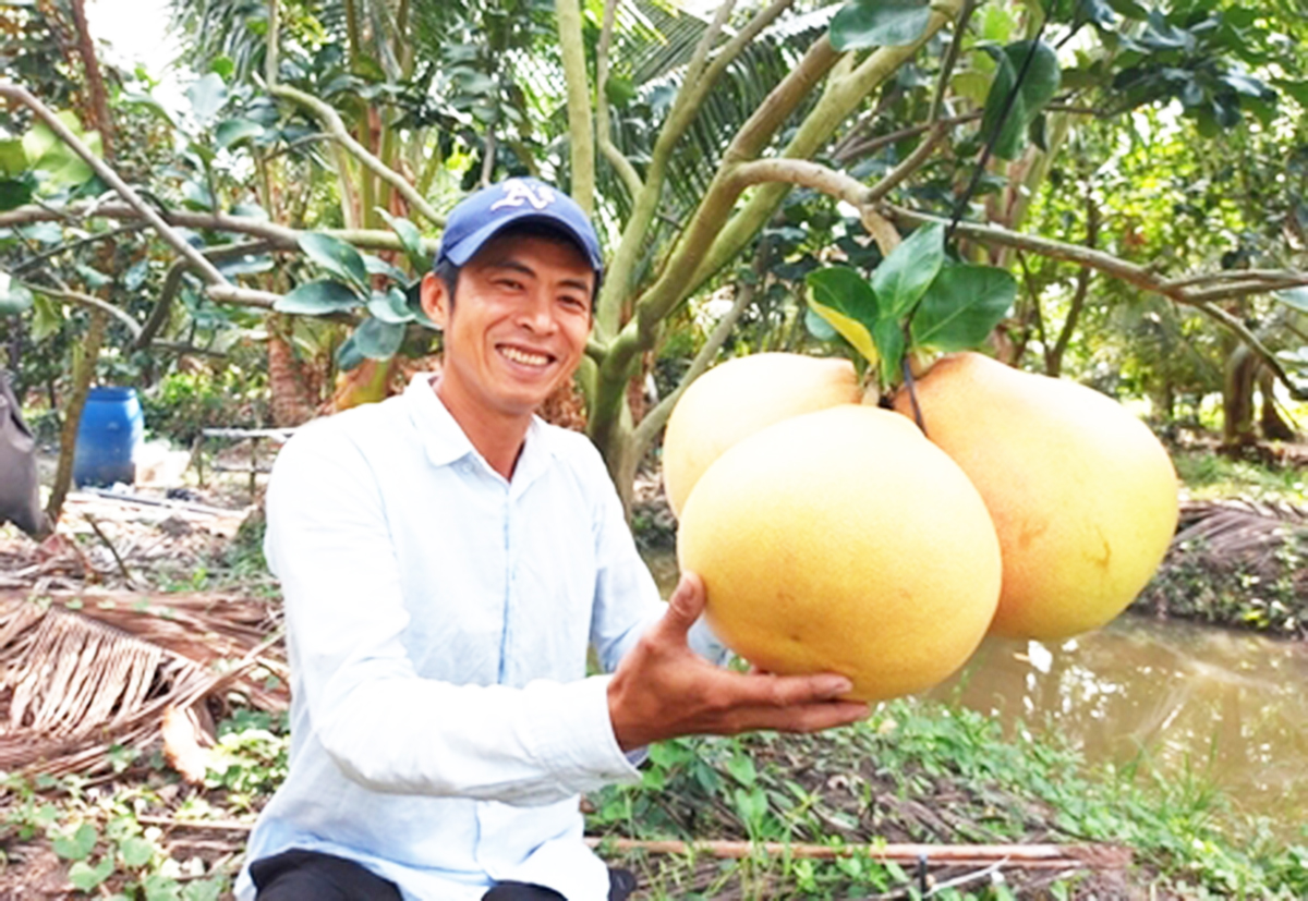 Khoa học công nghệ thổi ‘làn gió mới’ vào vườn cây ăn trái tiền tỷ ở Vĩnh Long