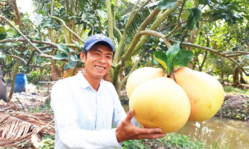 Khoa học công nghệ thổi ‘làn gió mới’ vào vườn cây ăn trái tiền tỷ ở Vĩnh Long