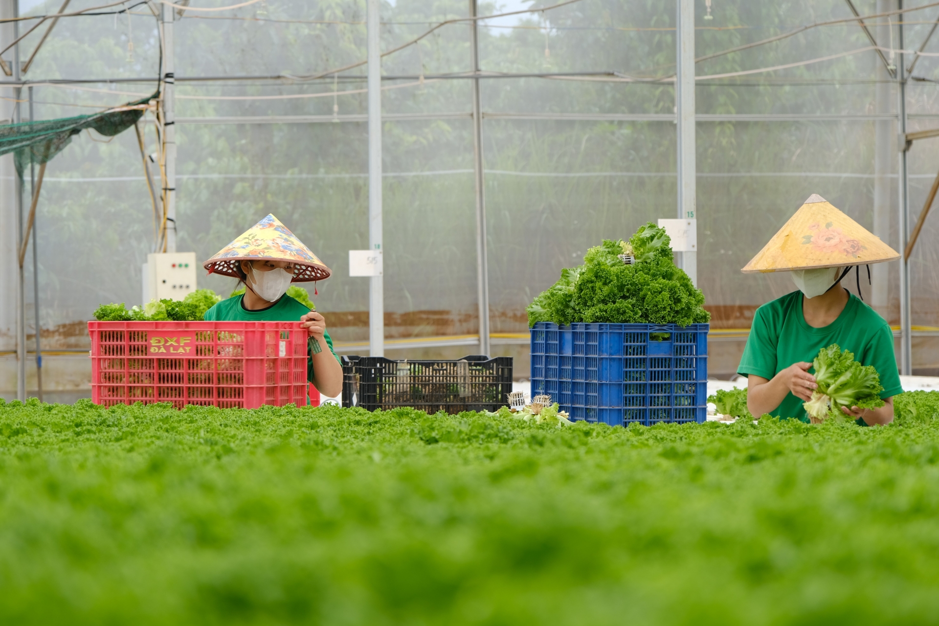 Ứng dụng và làm chủ công nghệ, HTX tạo bước chuyển biến mới trong nông nghiệp ở Lâm Đồng