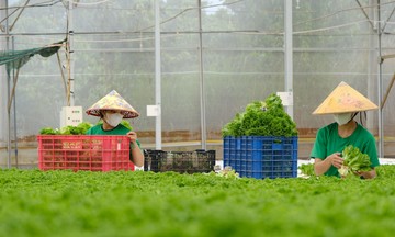 Ứng dụng và làm chủ công nghệ, HTX tạo bước chuyển biến mới trong nông nghiệp ở Lâm Đồng