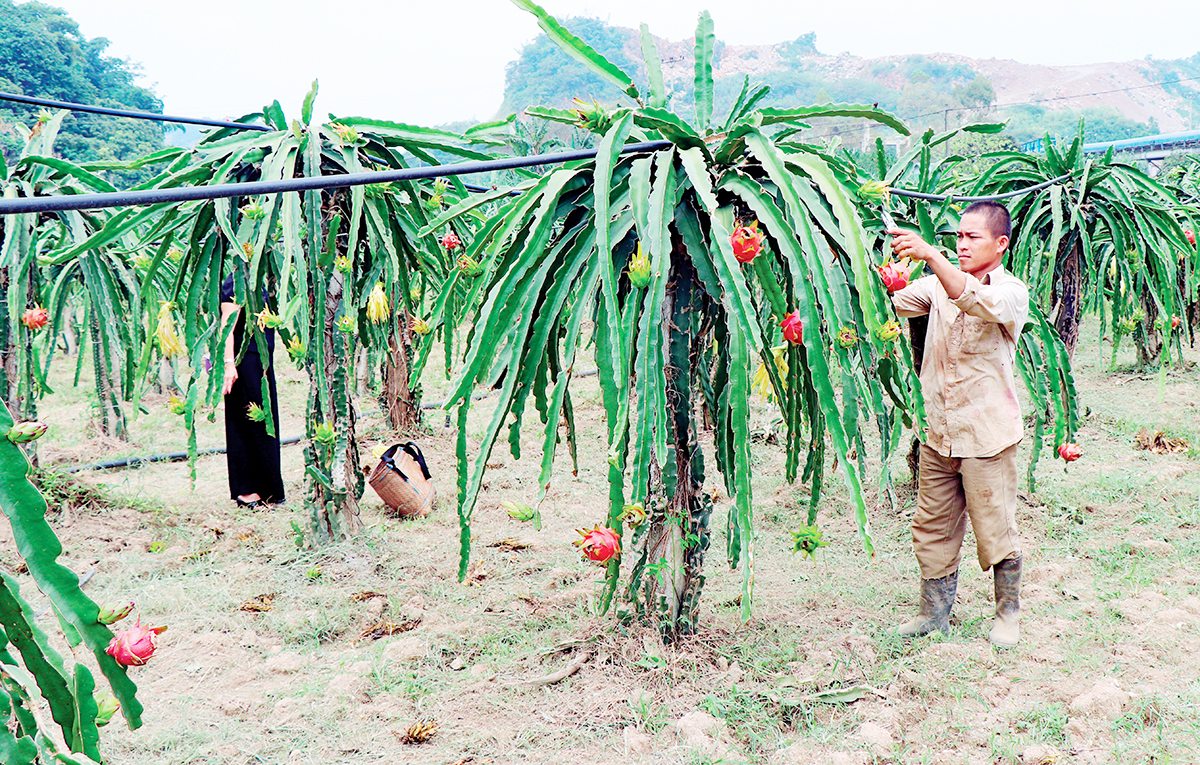 Mùa trái ngọt trên đất dốc của đồng bào dân tộc thiểu số ở Sơn La