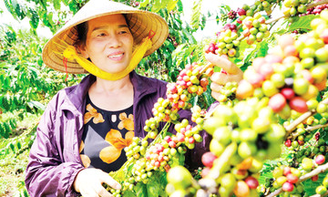 Những ‘cây vàng’ giữa đại ngàn tạo kỳ tích thoát nghèo cho đồng bào dân tộc thiểu số ở Lâm Đồng