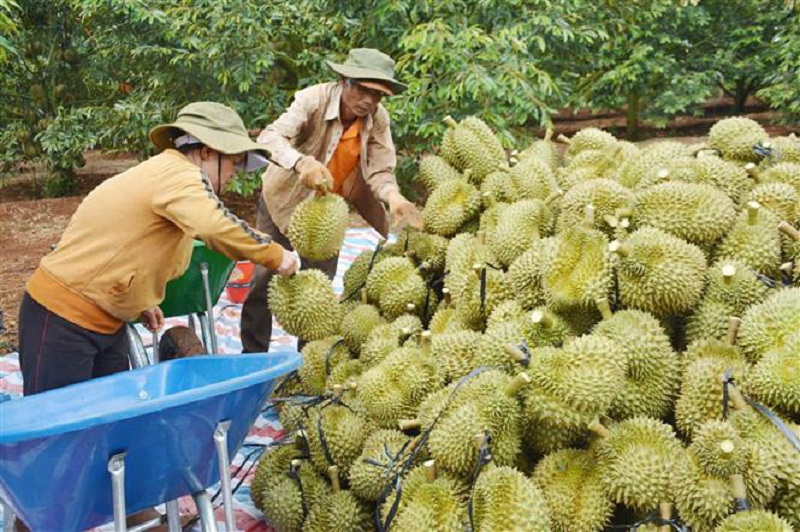 Gặp khó tại thị trường Trung Quốc, Hiệp hội sầu riêng gửi 'tâm thư' tới Bộ trưởng