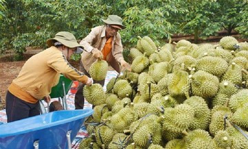 Gặp khó tại thị trường Trung Quốc, Hiệp hội sầu riêng gửi &#039;tâm thư&#039; tới Bộ trưởng