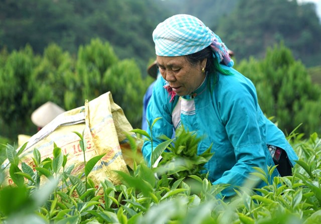 Cây chè mang lại cuộc sống mới cho bà con Lùng Vai