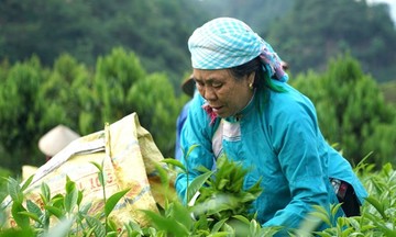 Cây chè mang lại cuộc sống mới cho bà con Lùng Vai