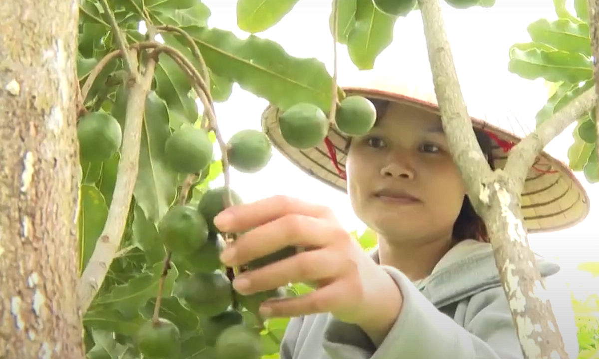 Cây ‘nữ hoàng’ giúp vùng khó Lai Châu thoát nghèo, vươn lên làm giàu