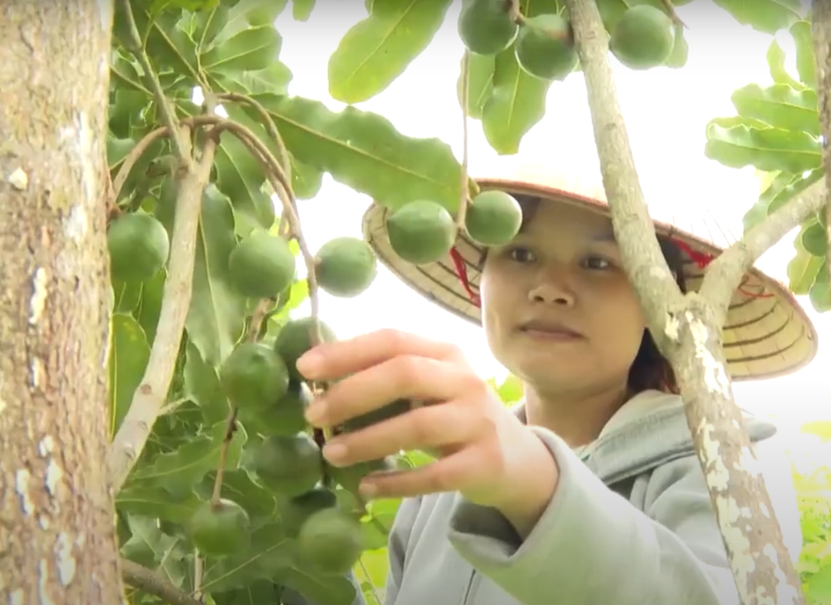 Cây ‘nữ hoàng’ giúp vùng khó Lai Châu thoát nghèo, vươn lên làm giàu
