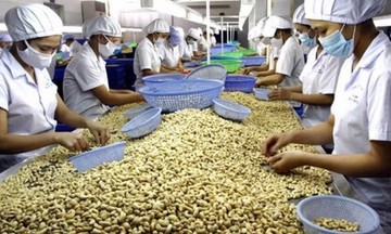 4 tháng đầu năm 2025, Việt Nam xuất khẩu 195,6 nghìn tấn hạt điều