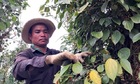 Neo mức 153.000 đồng/kg, giá tiêu có nhiều triển vọng tích cực ở trung và dài hạn