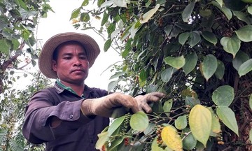 Neo mức 153.000 đồng/kg, giá tiêu có nhiều triển vọng tích cực ở trung và dài hạn