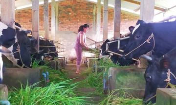 Bến Tre: HTX là &#039;con đường&#039; tạo sinh kế để thoát nghèo