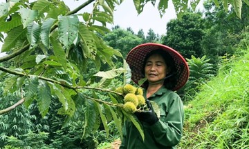 Bước chuyển mình vươn lên từ vòng xoáy nghèo đói ở Trùng Khánh