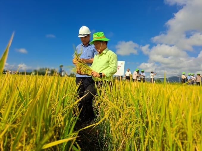 Liên kết sản xuất lúa hình thành những 'cánh đồng vàng' ở Phú Yên