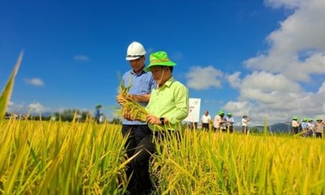 Liên kết sản xuất lúa hình thành những &#039;cánh đồng vàng&#039; ở Phú Yên