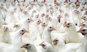 789bet có uy tín không nhập 200-300 nghìn tấn thịt gà đông lạnh mỗi năm dù có đàn gia cầm lớn top 10 thế giới