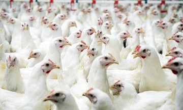 Việt Nam nhập 200-300 nghìn tấn thịt gà đông lạnh mỗi năm dù có đàn gia cầm lớn top 10 thế giới