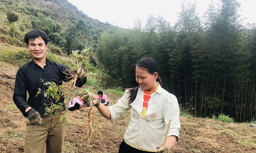 Dược liệu là chiếc &#039;chìa khóa vàng&#039; xóa đói giảm nghèo ở Nguyên Bình