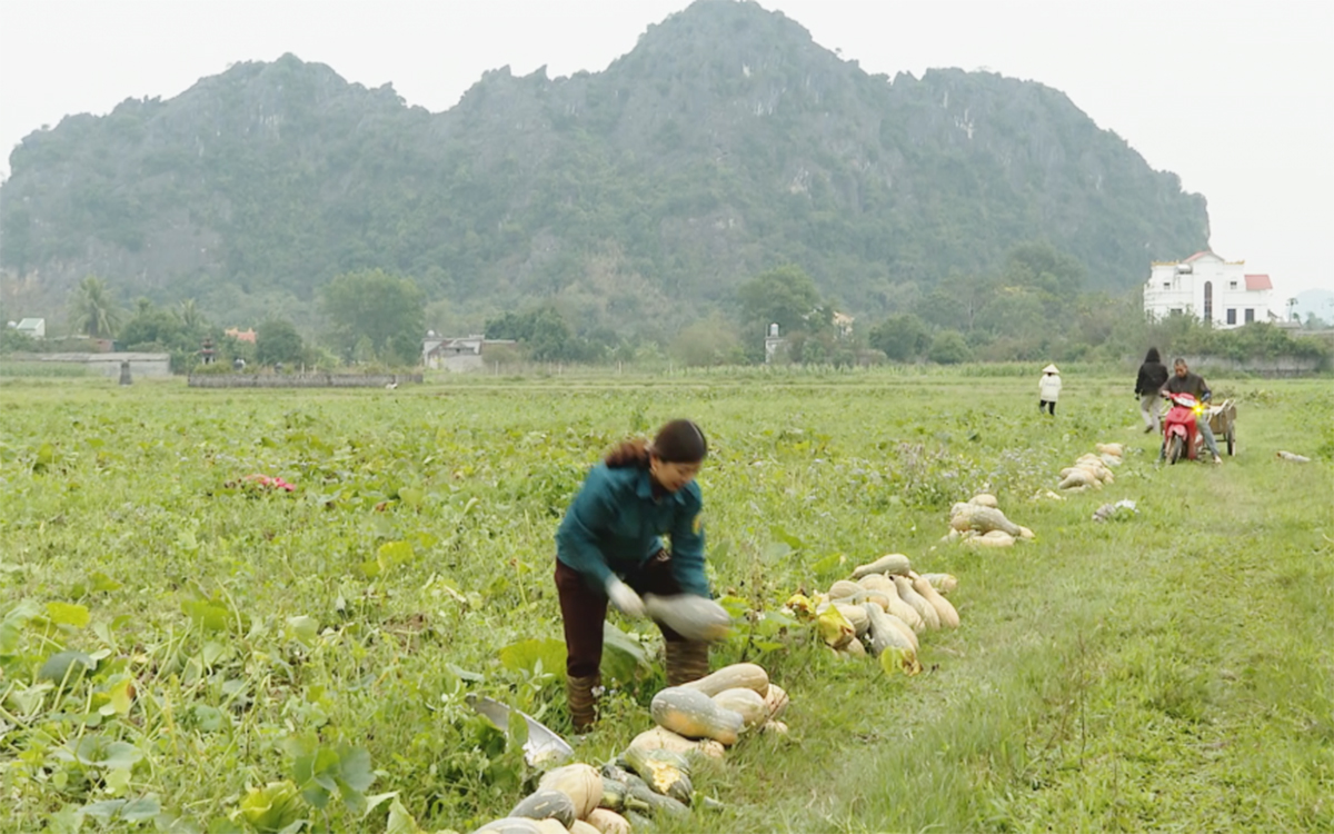 Nông dân Ninh Bình vươn lên làm giàu nhờ cây trồng mới