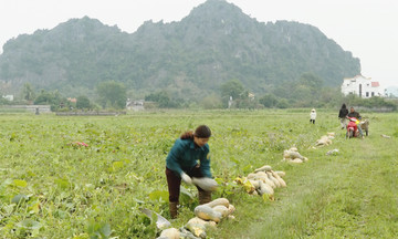 Nông dân Ninh Bình vươn lên làm giàu nhờ cây trồng mới