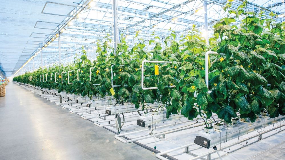 Nông nghiệp đô thị TP.HCM vươn mình từ sản xuất thông minh