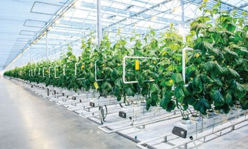 Nông nghiệp đô thị TP.HCM vươn mình từ sản xuất thông minh