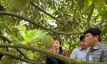 Kế Sách mở lối thoát nghèo từ vườn cây ăn trái