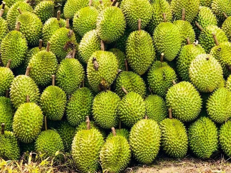 Trung Quốc chấp thuận thêm 829 mã vùng trồng, 131 mã đóng gói sầu riêng Việt Nam
