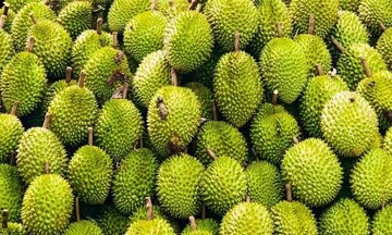 Trung Quốc chấp thuận thêm 829 mã vùng trồng, 131 mã đóng gói sầu riêng Việt Nam