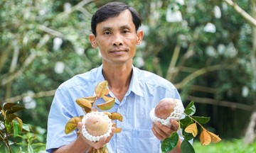 Vú sữa: Từ cây ăn trái quen thuộc đến biểu tượng giảm nghèo ở Cần Thơ