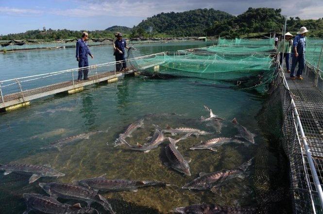 Thêm cơ hội làm giàu cho người làm nghề nuôi cá nước lạnh ở Sa Pa