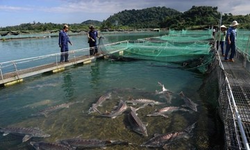 Thêm cơ hội làm giàu cho người làm nghề nuôi cá nước lạnh ở Sa Pa