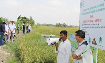 Nông dân, HTX tăng thu nhập từ Đề án 01 triệu héc-ta lúa tại Châu Thành