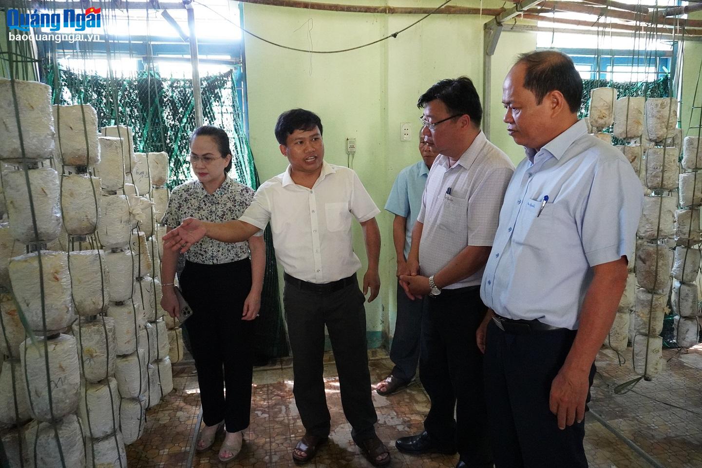 HTX kiểu mới trở thành hạt nhân giảm nghèo bền vững ở Quảng Ngãi