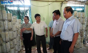 HTX kiểu mới trở thành hạt nhân giảm nghèo bền vững ở Quảng Ngãi