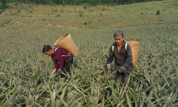 Đồng bào dân tộc thiểu số ở Mường Khương vươn mình nhờ HTX và khát vọng chuyển đổi số