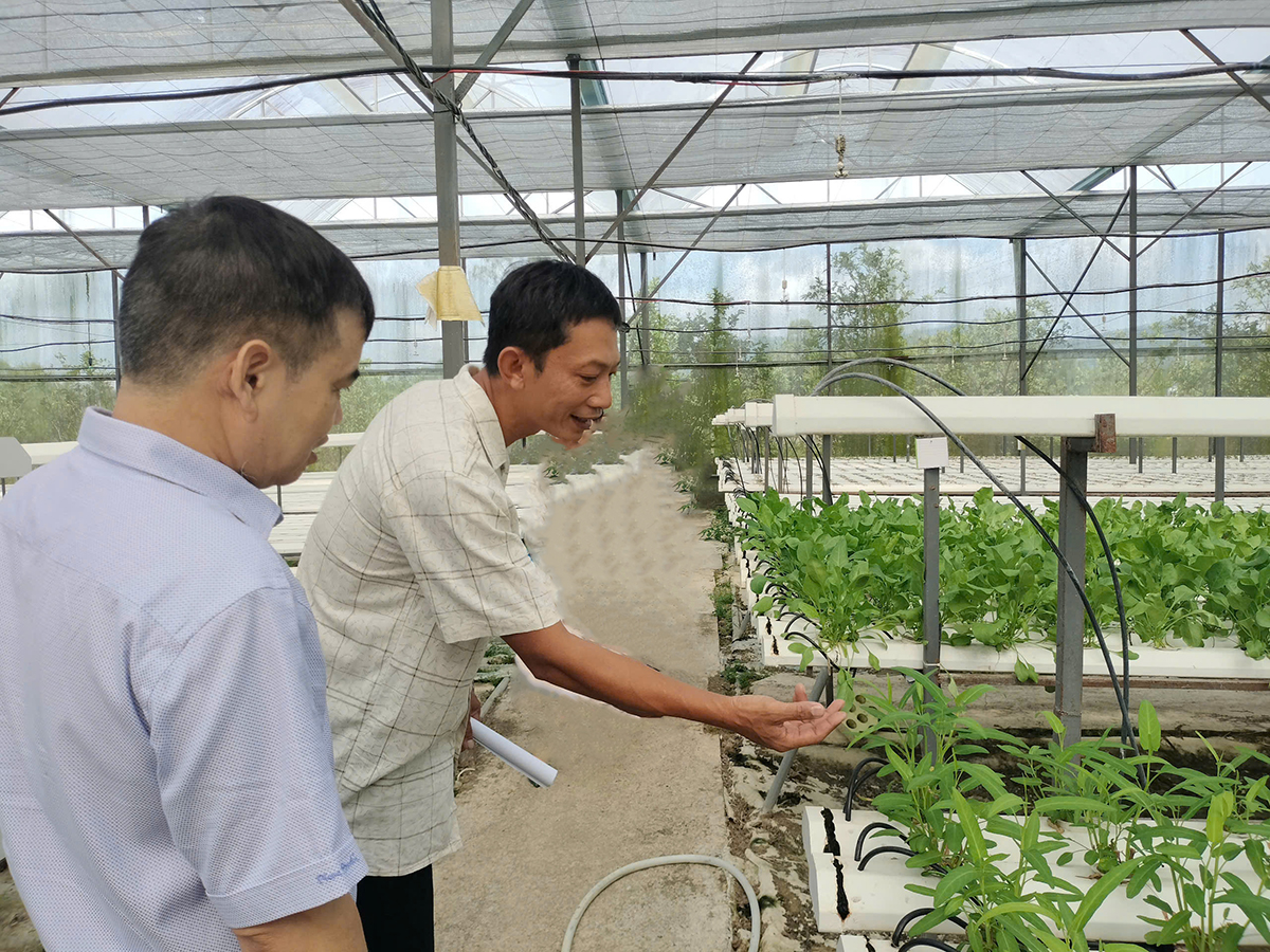 HTX Quế Sơn: Mô hình nông nghiệp công nghệ cao đổi mới cuộc sống nông thôn