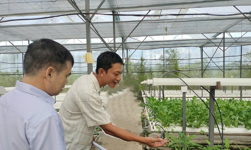 HTX Quế Sơn: Mô hình nông nghiệp công nghệ cao đổi mới cuộc sống nông thôn