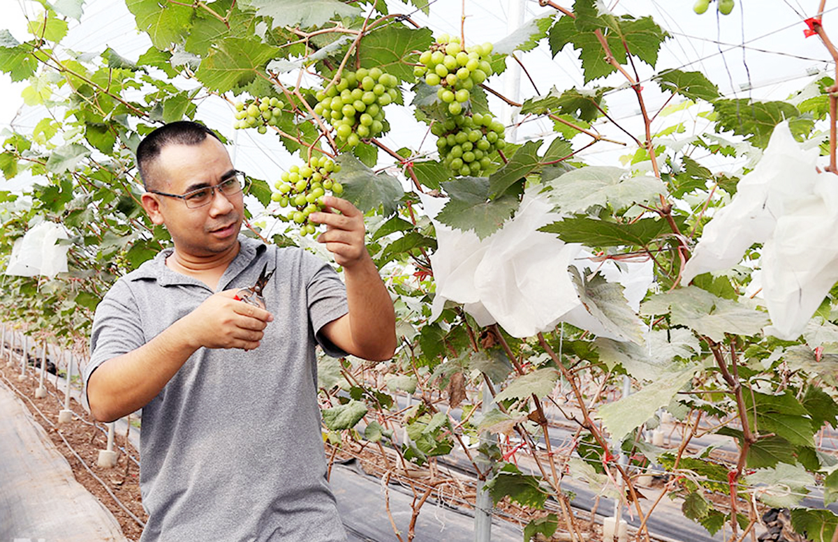 Trồng cây ăn quả trúng đậm, nông dân Hà Nam giàu lên nhanh chóng